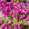 Bugenvilla na pniu, kwitnąca, na taras, balkon, donica