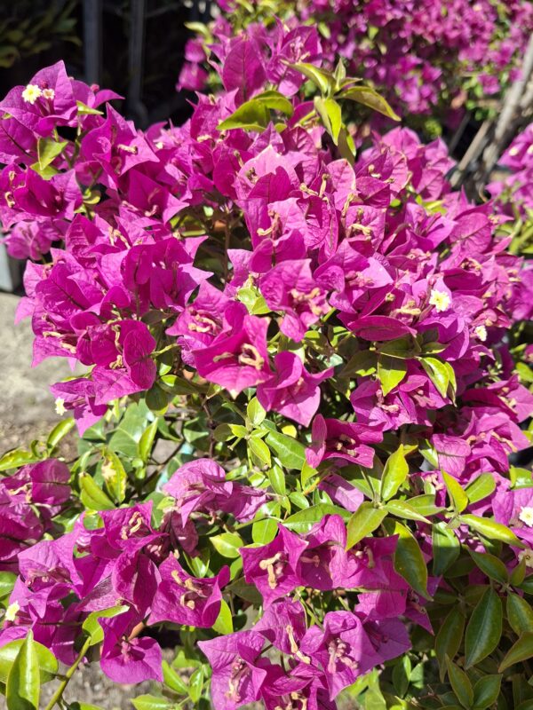 Bugenvilla na pniu, kwitnąca, na taras, balkon, donica
