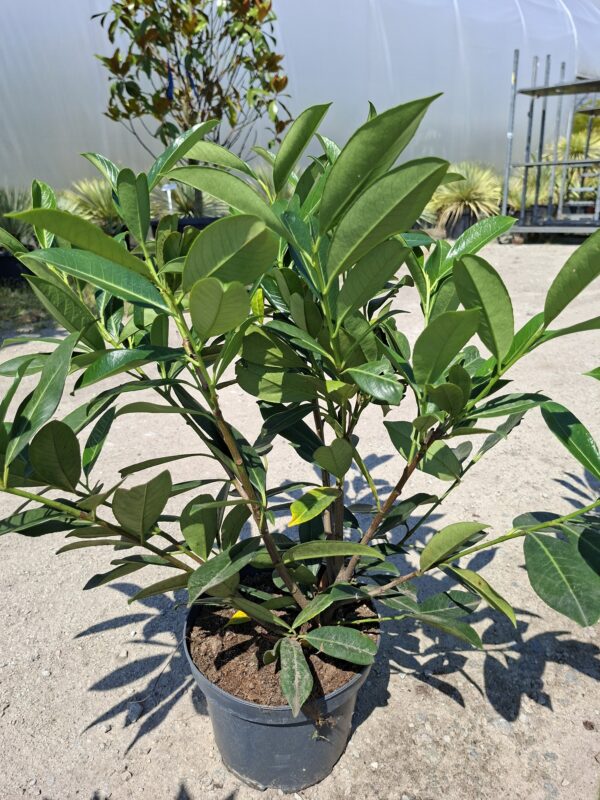 Laurowiśnia CAUCASICA, zimozielona, żywopłot, gęsta sadzonka c5