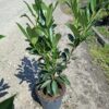 Laurowiśnia CAUCASICA, zimozielona, żywopłot, gęsta sadzonka c5