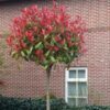 Głogownik 'Robusta Compacta' zimozielony,prowadzony na pniu(90cm)/140-150cm