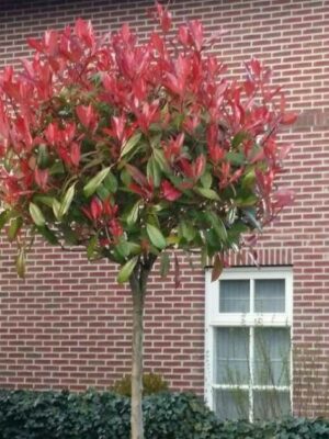 Głogownik 'Robusta Compacta' zimozielony,prowadzony na pniu(90cm)/140-150cm