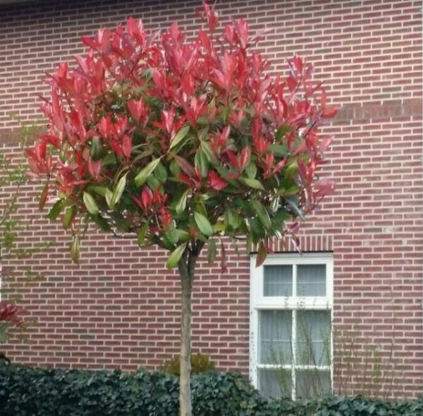Głogownik 'Robusta Compacta' zimozielony,prowadzony na pniu(90cm)/140-150cm