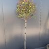 Głogownik 'Robusta Compacta' zimozielony,prowadzony na pniu(90cm)/140-150cm