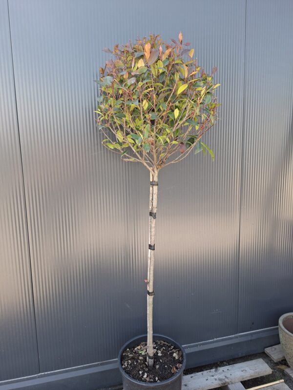 Głogownik 'Robusta Compacta' zimozielony,prowadzony na pniu(90cm)/140-150cm