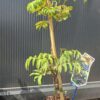 Albicja Czekoladowa 'Summer chocolate' kwitnące drzewko, 50-60cm