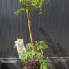 Albicja Czekoladowa 'Summer chocolate' kwitnące drzewko, 50-60cm
