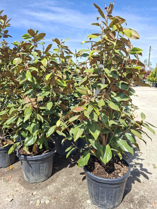 Magnolia grandiflora 'Galissonniere', zimozielona, kwitnąca latem,150-160cm
