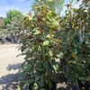Magnolia grandiflora 'Galissonniere', zimozielona, kwitnąca latem,150-160cm