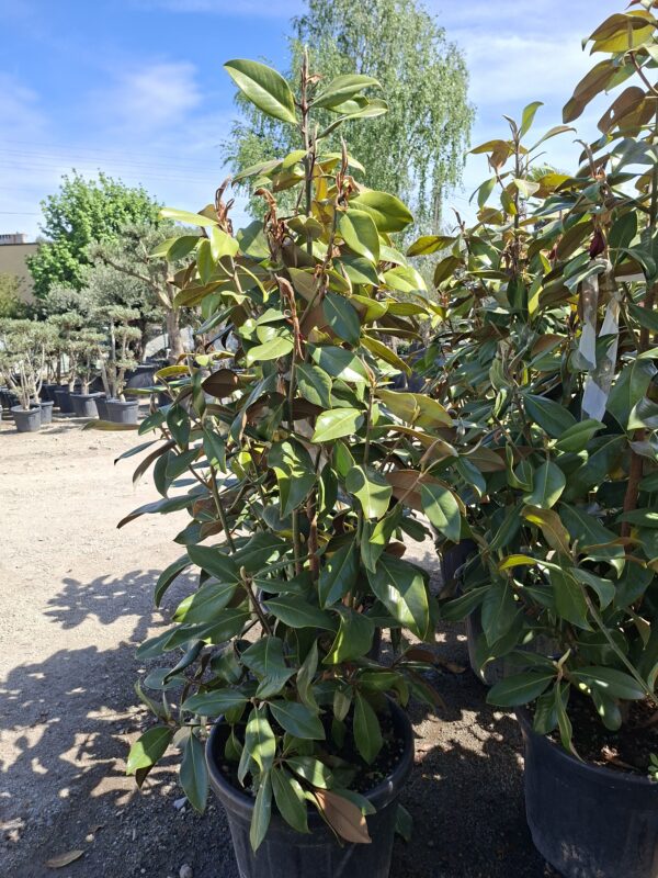 Magnolia grandiflora 'Galissonniere', zimozielona, kwitnąca latem,150-160cm
