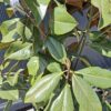 Magnolia grandiflora 'Galissonniere', zimozielona, kwitnąca latem,150-160cm