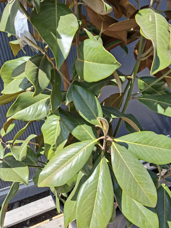 Magnolia grandiflora 'Galissonniere', zimozielona, kwitnąca latem,150-160cm