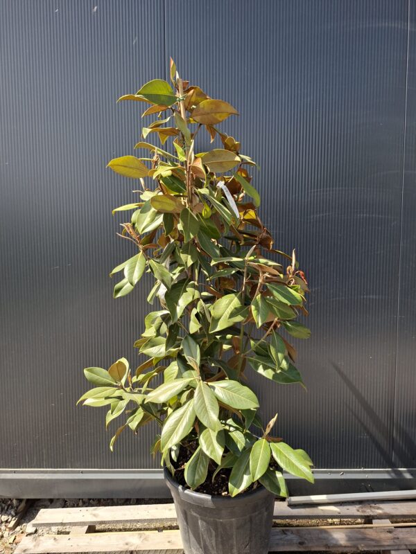 Magnolia grandiflora 'Galissonniere', zimozielona, kwitnąca latem,150-160cm