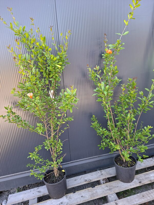 Granat właściwy (Punica granatum) egzotyk, duża sadzonka 100-140cm
