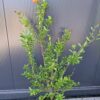 Granat właściwy (Punica granatum) egzotyk, duża sadzonka 100-140cm