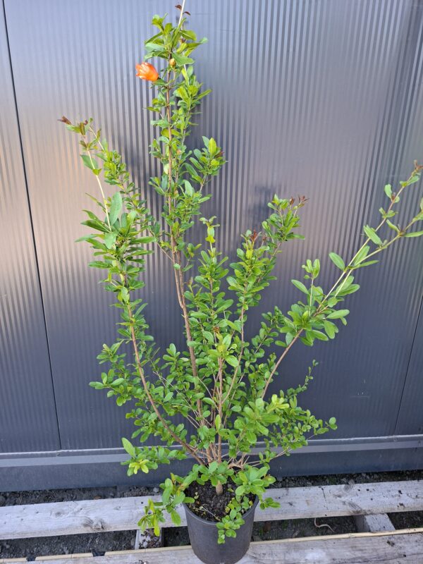 Granat właściwy (Punica granatum) egzotyk, duża sadzonka 100-140cm