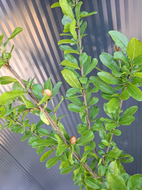 Granat właściwy (Punica granatum) egzotyk, duża sadzonka 100-140cm