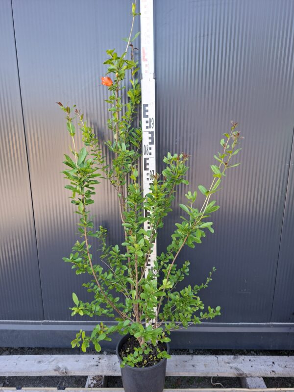 Granat właściwy (Punica granatum) egzotyk, duża sadzonka 100-140cm