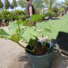 Gunnera Manicata, (Gunera) olbrzymia, ogromne liście, bulwa 20-30cm