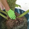 Gunnera Manicata, (Gunera) olbrzymia, ogromne liście, bulwa 20-30cm