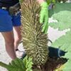 Gunnera Manicata, (Gunera) olbrzymia, ogromne liście, bulwa 20-30cm
