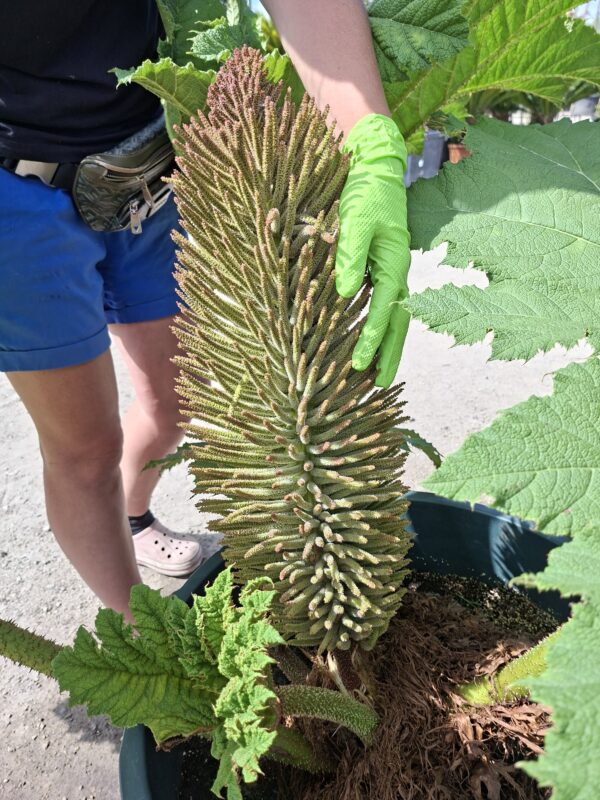 Gunnera Manicata, (Gunera) olbrzymia, ogromne liście, bulwa 20-30cm