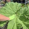 Gunnera Manicata, (Gunera) olbrzymia, ogromne liście, bulwa 20-30cm