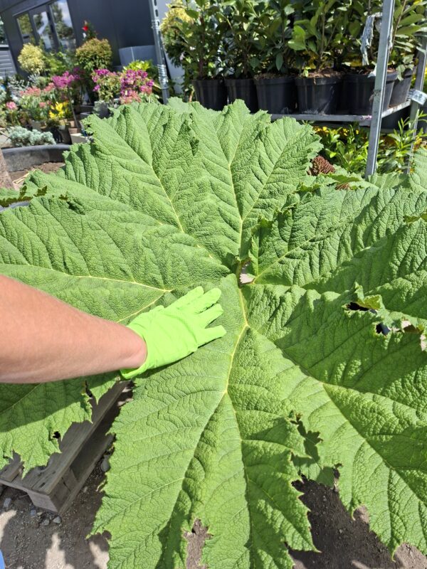 Gunnera Manicata, (Gunera) olbrzymia, ogromne liście, bulwa 20-30cm