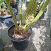 Gunnera Manicata, (Gunera) olbrzymia, ogromne liście, bulwa 11-15cm