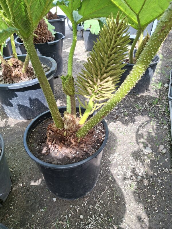Gunnera Manicata, (Gunera) olbrzymia, ogromne liście, bulwa 11-15cm