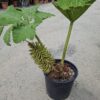 Gunnera Manicata, (Gunera) olbrzymia, ogromne liście, bulwa 11-15cm
