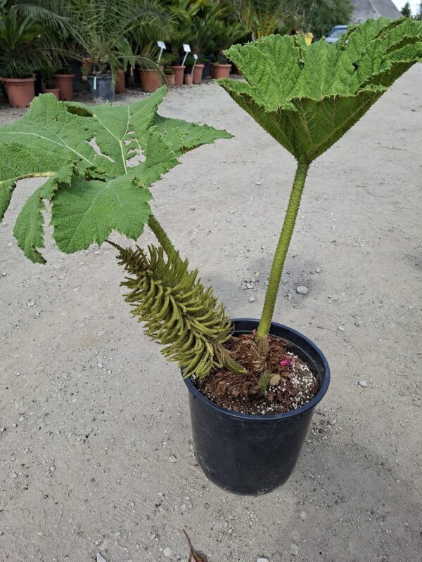 Gunnera Manicata, (Gunera) olbrzymia, ogromne liście, bulwa 11-15cm