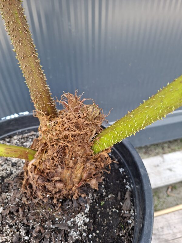 Gunnera Manicata, (Gunera) olbrzymia, ogromne liście, bulwa 11-15cm