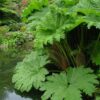 Gunnera Manicata, (Gunera) olbrzymia, ogromne liście, bulwa 11-15cm