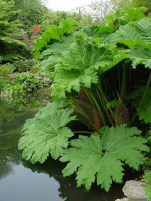 Gunnera Manicata, (Gunera) olbrzymia, ogromne liście, bulwa 11-15cm