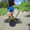 Gunnera Manicata, (Gunera)olbrzymia, ogromne liście, bulwa 15-20cm