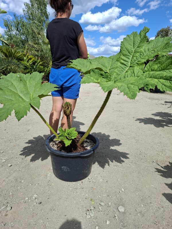 Gunnera Manicata, (Gunera)olbrzymia, ogromne liście, bulwa 15-20cm