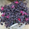 Loropetalum, krzew egzotyczny, różowe kwiaty/forma krzak 60-70cm, śr.80cm