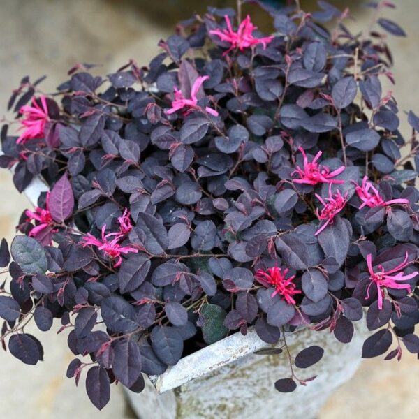 Loropetalum, krzew egzotyczny, różowe kwiaty/forma krzak 60-70cm, śr.80cm