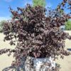 Loropetalum, krzew egzotyczny, różowe kwiaty/forma krzak 60-70cm, śr.80cm