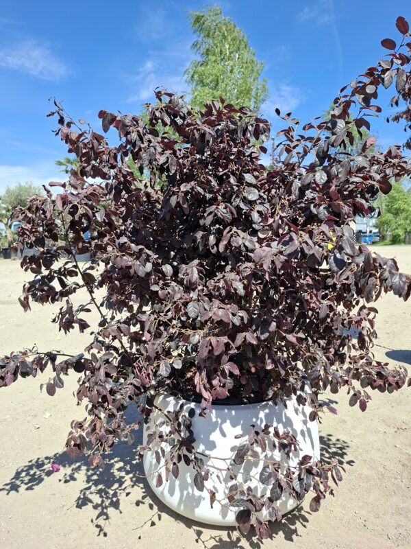 Loropetalum, krzew egzotyczny, różowe kwiaty/forma krzak 60-70cm, śr.80cm