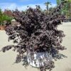 Loropetalum, krzew egzotyczny, różowe kwiaty/forma krzak 60-70cm, śr.80cm