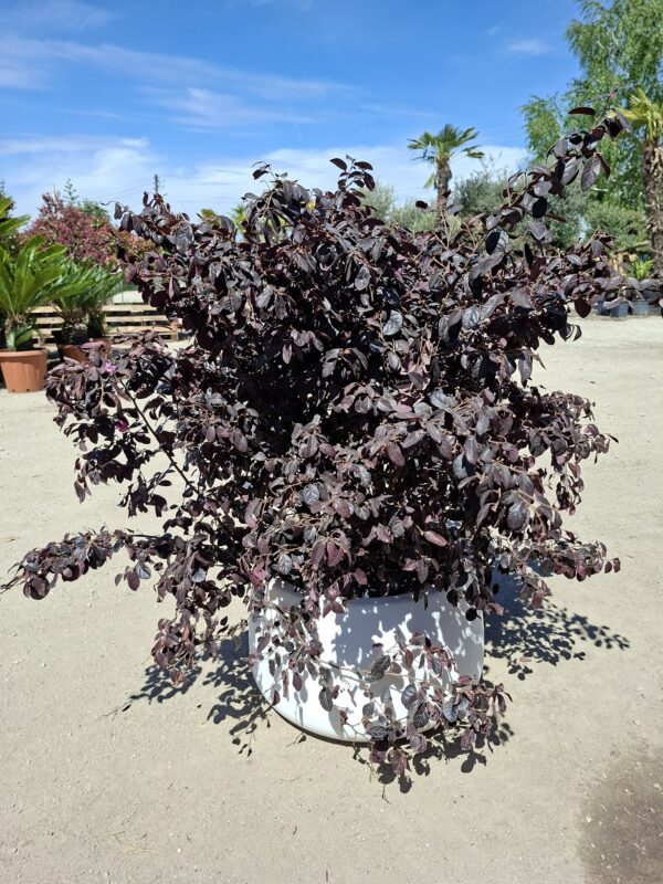 Loropetalum, krzew egzotyczny, różowe kwiaty/forma krzak 60-70cm, śr.80cm
