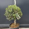 oliwka450.1 Oliwka europejska na grubym pniu, małe drzewko, 60-80cm