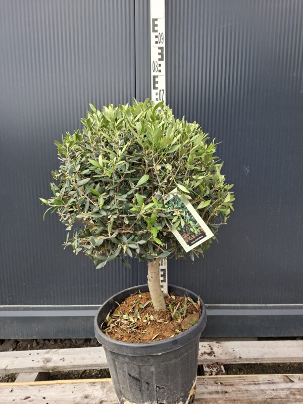 oliwka450.1 Oliwka europejska na grubym pniu, małe drzewko, 60-80cm