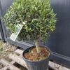oliwka450.3 Oliwka europejska na grubym pniu, małe drzewko, 60-80cm