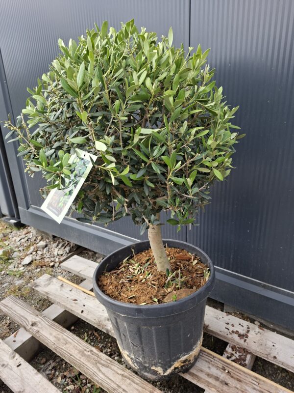 oliwka450.3 Oliwka europejska na grubym pniu, małe drzewko, 60-80cm