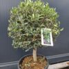 oliwka450.4 Oliwka europejska na grubym pniu, małe drzewko, 60-80cm