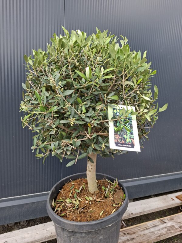oliwka450.4 Oliwka europejska na grubym pniu, małe drzewko, 60-80cm
