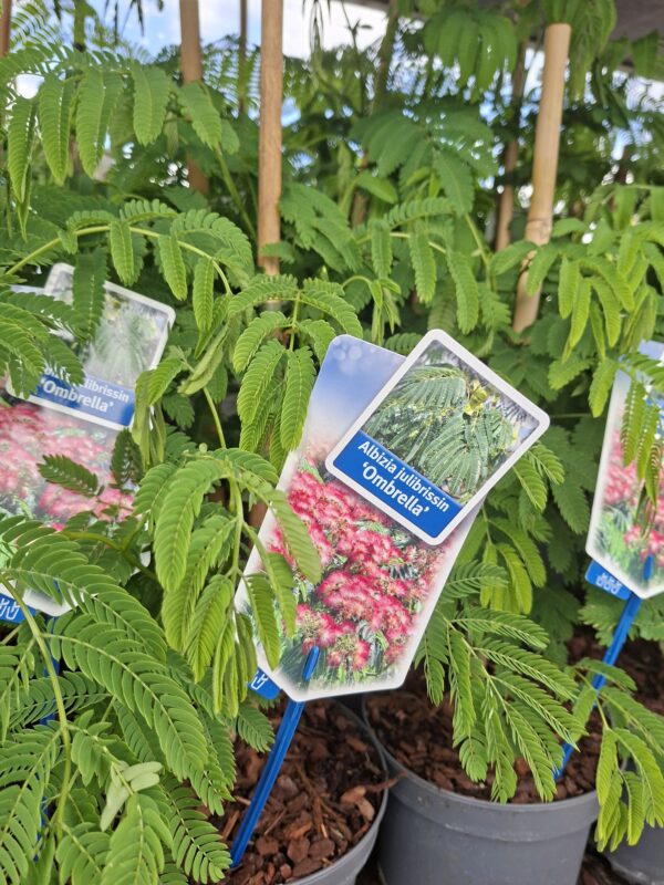 Albicja 'Ombrella' parasolowata, jedwabne drzewo, kwitnące 40-50cm
